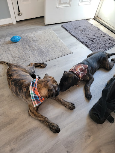 Porsha's Paws Dog Boutique