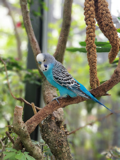 Tourist Attraction «Butterfly World», reviews and photos, 3600 W Sample Rd, Coconut Creek, FL 33073, USA