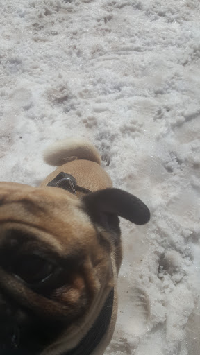 Dog Park «Sharon Dog Park», reviews and photos, 34 E Foxboro St, Sharon, MA 02067, USA