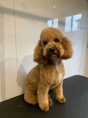 House of Paws Dog Grooming