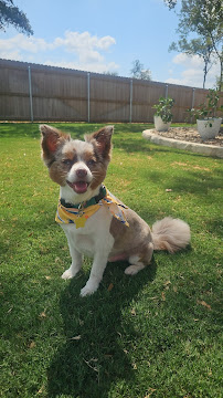 Mobi Dog pet salon & spa - Photo 6 - Car repair in Temple, TX, Temple