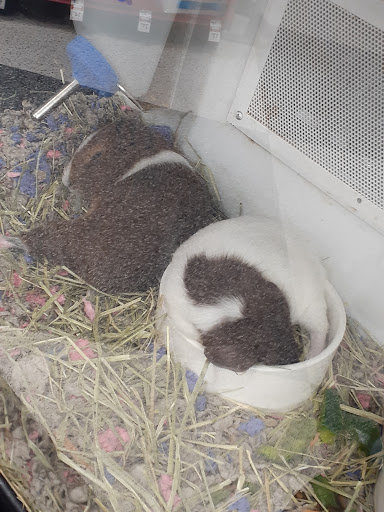 Pet Supply Store «Petco Animal Supplies», reviews and photos, 188 Kitts Ln, Newington, CT 06111, USA