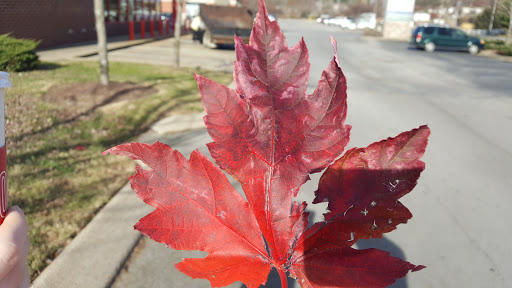Auto Parts Store «AutoZone», reviews and photos, 4837 Main St, Spring Hill, TN 37174, USA