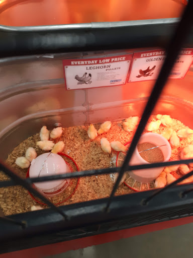 Home Improvement Store «Tractor Supply Co.», reviews and photos, 207 72nd Trace, Live Oak, FL 32064, USA