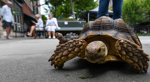Aquarium «Team ECCO Ocean Center & Aquarium», reviews and photos, 511 N Main St, Hendersonville, NC 28792, USA