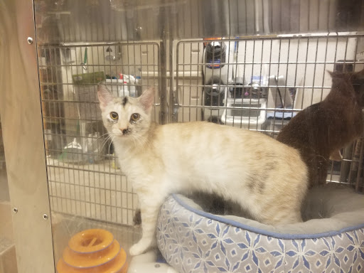 Pet Supply Store «PetSmart», reviews and photos, 1121 S Plaza Way, Flagstaff, AZ 86001, USA