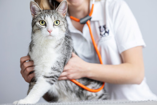 Trooper Pet Veterinary Nursing image
