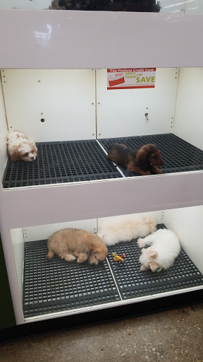 Pet Store «Petland», reviews and photos, 10289 Ulmerton Rd, Largo, FL 33771, USA