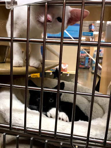Pet Supply Store «PetSmart», reviews and photos, 9905 E Independence Blvd, Matthews, NC 28105, USA