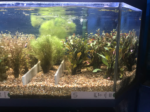 Tropical Fish Store «BB Fish and Pets», reviews and photos, 9226 Cypress Creek Pkwy, Houston, TX 77064, USA