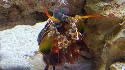 Aquarium «Toledo Zoo Aquarium», reviews and photos, 2700 Broadway St, Toledo, OH 43609, USA