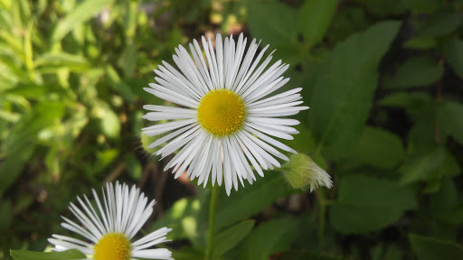 Park «Bicentennial Riverfront Park», reviews and photos, 301 E Hydraulic St, Yorkville, IL 60560, USA