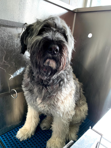 Kennel «K9 Loft», reviews and photos, 495 S Arroyo Pkwy, Pasadena, CA 91105, USA