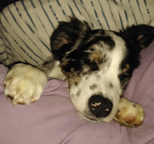 Pet Supply Store «Petco Animal Supplies», reviews and photos, 86 Storrs Rd, Mansfield Center, CT 06250, USA