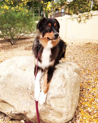 Shades Of Blu Dog Training INC - Photo 9 - Car repair in Chesapeake, VA, Chesapeake