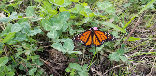 Monument «Reverence (Whales Tails)», reviews and photos, I-89, South Burlington, VT 05403, USA