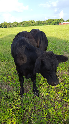 Winery «Three Dudes Winery», reviews and photos, 125 Old Martindale Rd, San Marcos, TX 78666, USA