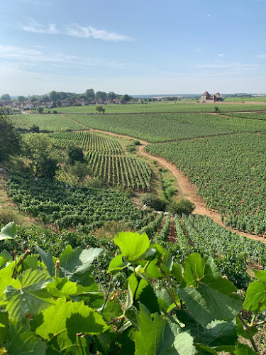 Domaines Bertagna à Vougeot