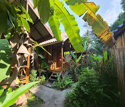 Sky Palm photo