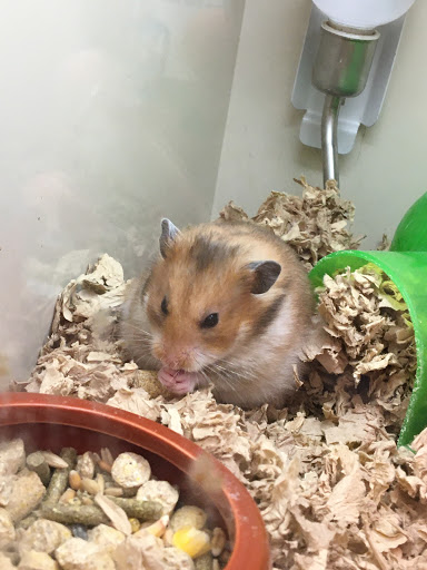 Pet Supply Store «Pet Supplies Plus», reviews and photos, 4970 Transit Rd #2, Depew, NY 14043, USA