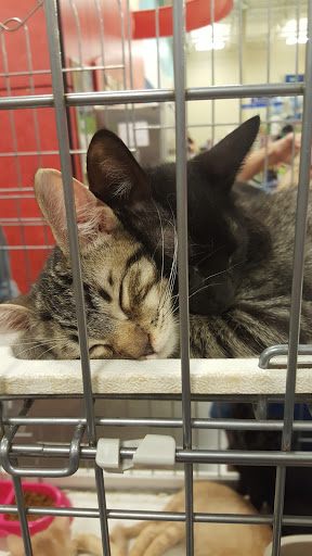 Pet Supply Store «PetSmart», reviews and photos, 2840 W Chandler Blvd, Chandler, AZ 85224, USA