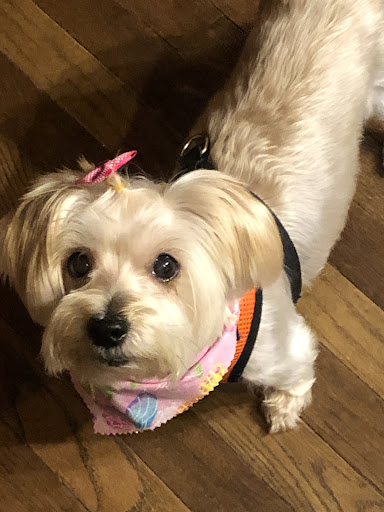 Pocono Pets-N-Stuff, 2571 Milford Rd, East Stroudsburg, PA 18301, USA, 