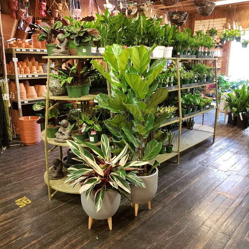 Bonsai plant supplier Eugene