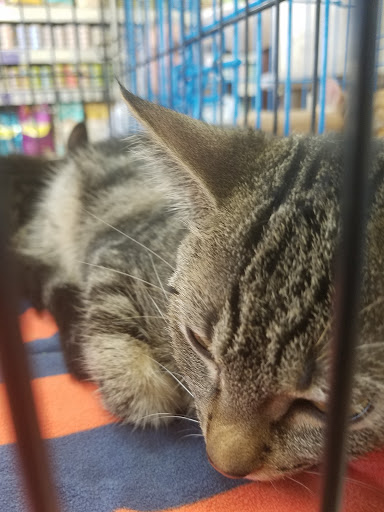 Pet Supply Store «Pet Supermarket», reviews and photos, 2585 N Atlantic Ave, Daytona Beach, FL 32118, USA