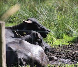 Water buffalo at Tegel Creek photo