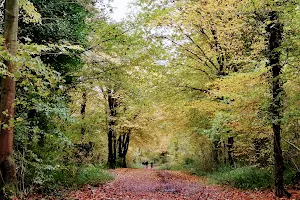 National Trust - Leigh Woods image