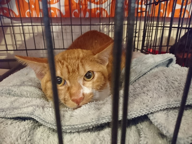 キャットラウンジ 猫の館me 千葉県浦安市堀江 ペット シッター グルコミ