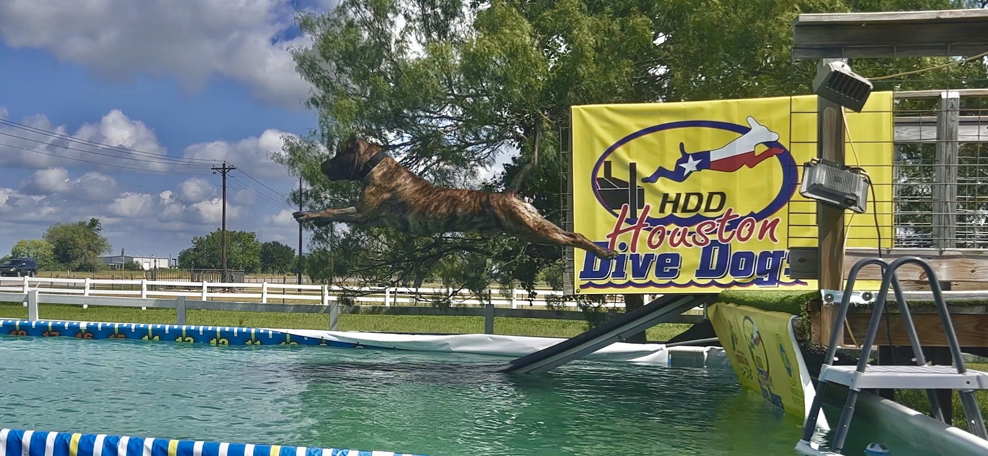 Houston Dive Dogs