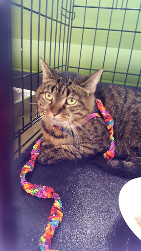 Pet Supply Store «Pet Supplies Plus», reviews and photos, 9 Waukegan Rd, Deerfield, IL 60015, USA