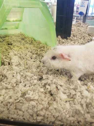 Pet Supply Store «Petco Animal Supplies», reviews and photos, 405 W Loop 281, Longview, TX 75605, USA