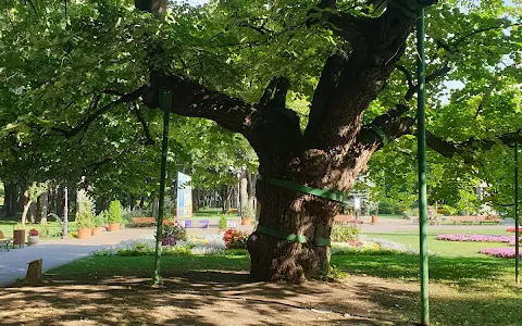 Eminescu's Linden Tree image