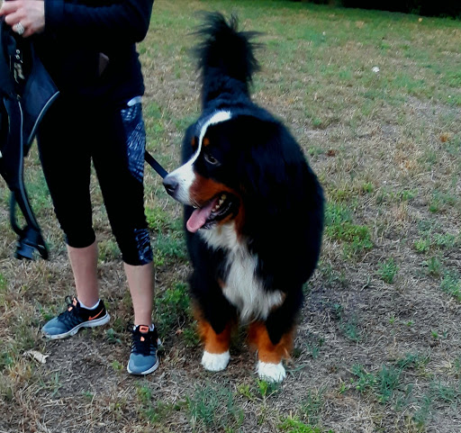 Park «Turtle Creek Parkway Park», reviews and photos, Bowen St, Dallas, TX 75219, USA