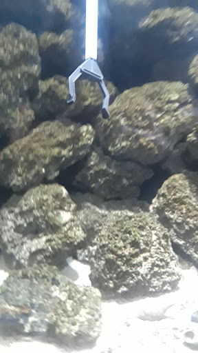 Aquarium «St. Lucie County Aquarium», reviews and photos, 420 Seaway Dr, Fort Pierce, FL 34949, USA