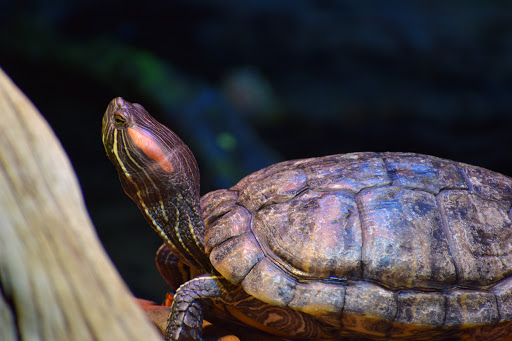 Aquarium «Oklahoma Aquarium», reviews and photos, 300 Aquarium Dr, Jenks, OK 74037, USA