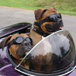 Photo n°1 de l'avis de Fabiano.a fait le 18/06/2019 à 18:57 sur le  Gusto 76.9 à Nogara