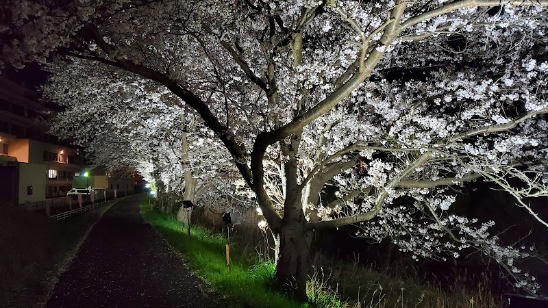 桜並木ライトアップ