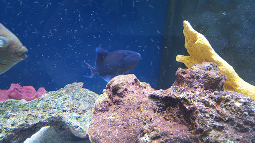 Pet Store «Something Fishy: Saltwater Aquarium Superstore», reviews and photos, 511 E 21st St, Northampton, PA 18067, USA