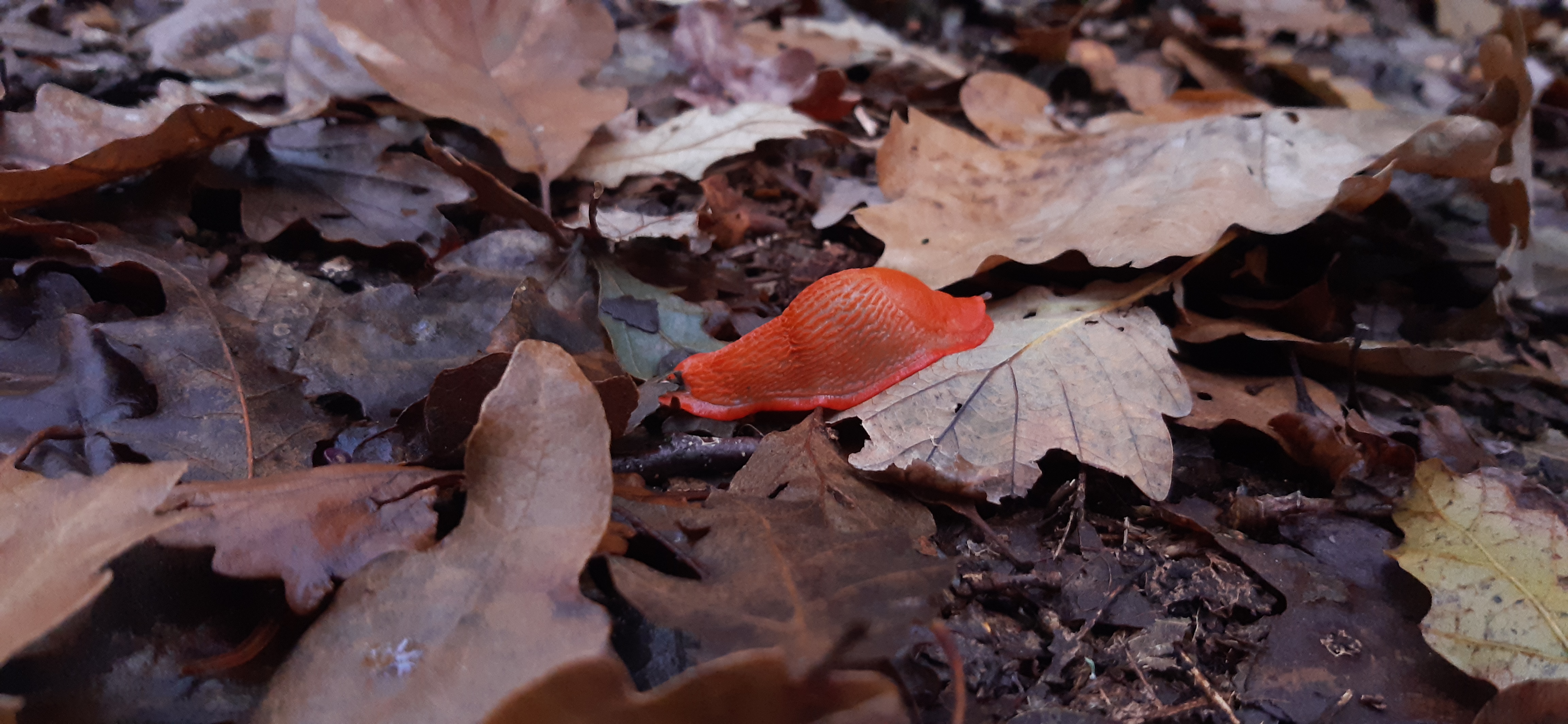 Photo n° 5 de l'avis de Alexandra.a fait le 31/10/2021 à 16:27