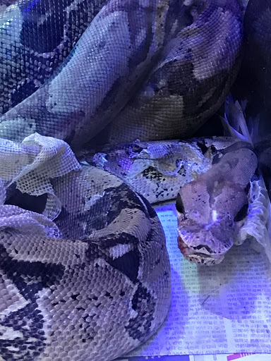 Pet Store «34 Pet Shop», reviews and photos, 3434 W Slauson Ave, Los Angeles, CA 90043, USA