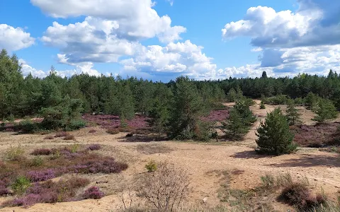 Žemyninė kopa Dumsių girioje image