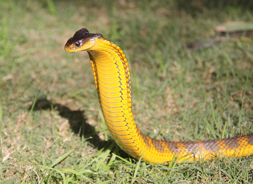 The West Australian Reptile Park