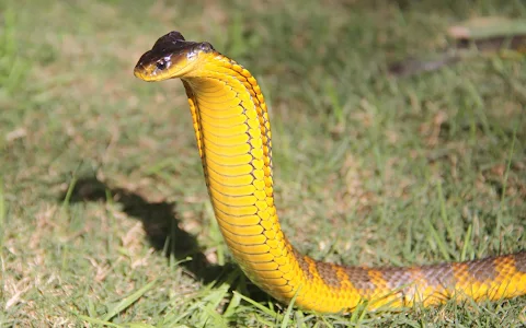 The West Australian Reptile Park image