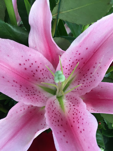 Florist «Emory Village Flowers & Gifts», reviews and photos, 3308 Laventure Dr, Atlanta, GA 30341, USA