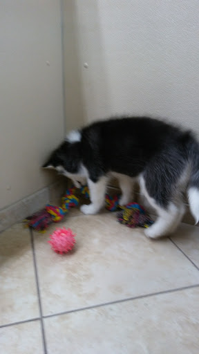 Pet Store «Happiness Is Pets - Downers Grove», reviews and photos, 1542 Ogden Ave, Downers Grove, IL 60515, USA