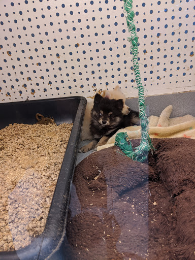 Pet Store «Animal Ark Pet Stores», reviews and photos, 33 Center St, Orem, UT 84057, USA