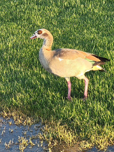 Park «Glendale Heroes Regional Park», reviews and photos, 83 W Bethany Home Rd, Glendale, AZ 85303, USA